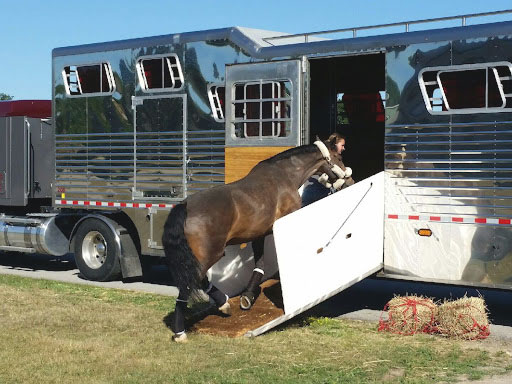 Horse-Transportation Horse Transportation, Horse shipping boots
